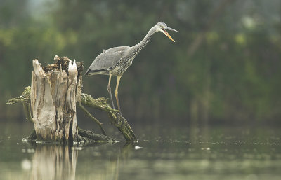 Grey heron - Ardea cinerea