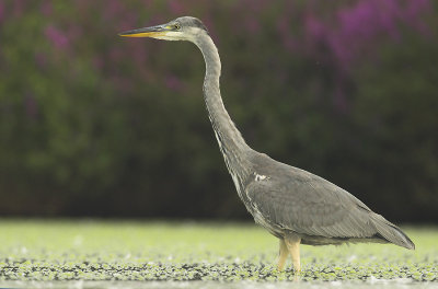 Grey heron - Ardea cinerea