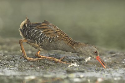 Water rail - Rallus aquaticus