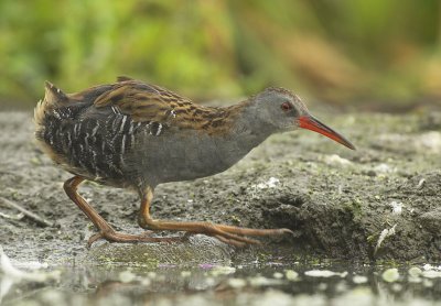 Water rail - Rallus aquaticus