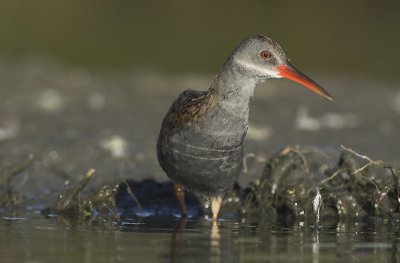 Water rail - Rallus aquaticus