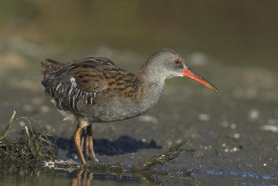 Water rail - Rallus aquaticus