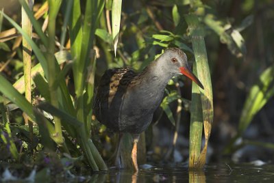 Water rail - Rallus aquaticus