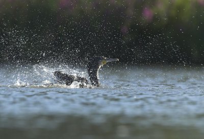 Cormorant - Phalacrocorax carbo