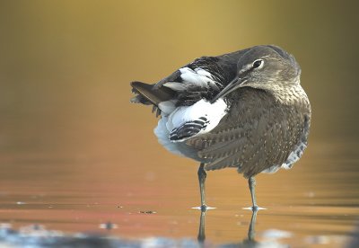 Green sandpiper - Tringa ochropus