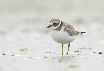 Ringed plover Juvenile - Charadrius hiaticula