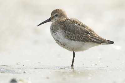 Dunlin -Calidris alpina