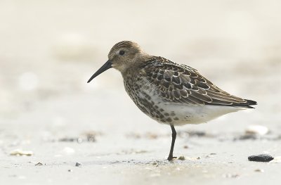 Dunlin -Calidris alpina