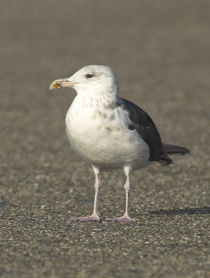 Great black-backed gull - Larus marinus