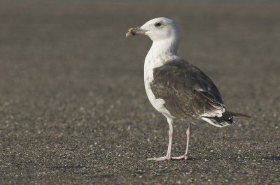 Great black-backed gull - Larus marinus