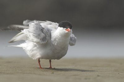 Common tern - Sterna hirundo