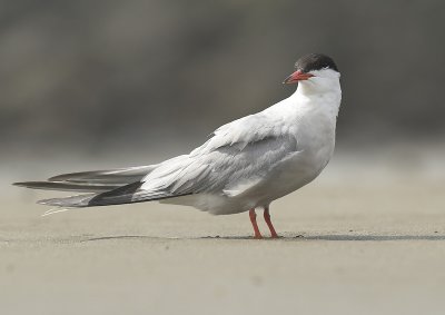 Common tern - Sterna hirundo