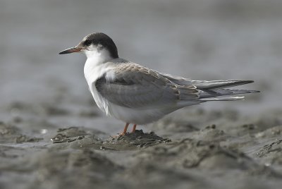 Common tern Juvenile - Sterna hirundo