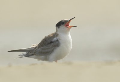 Common tern Juvenile - Sterna hirundo