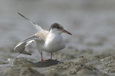 Common tern Juvenile - Sterna hirundo