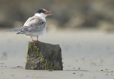 Common tern Juvenile - Sterna hirundo