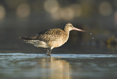 Bar-tailed godwit - Limosa lapponica