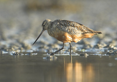 Bar-tailed godwit - Limosa lapponica