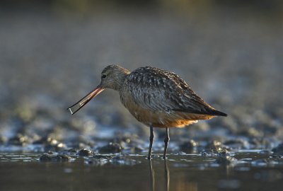 Bar-tailed godwit - Limosa lapponica