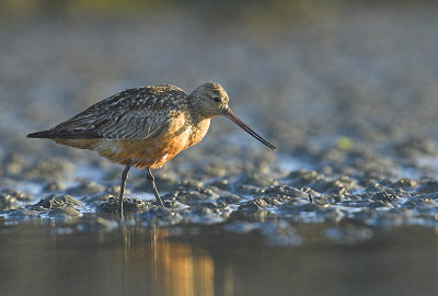 Bar-tailed godwit - Limosa lapponica