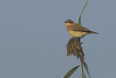 Wheatear - Oenanthe oenanthe