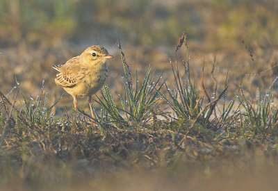 Tawny pipit - Anthus campestris, Kalmthoutse Heide 23/09/07