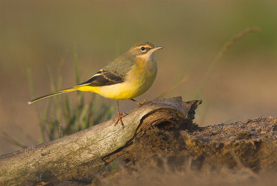 Grey wagtail - Motacilla cinerea