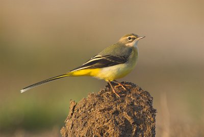 Grey wagtail - Motacilla cinerea