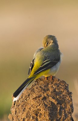 Grey wagtail - Motacilla cinerea