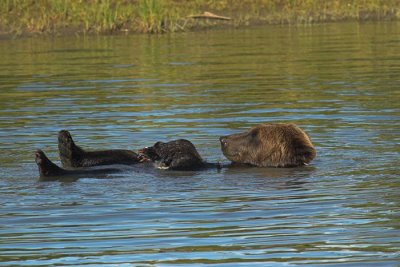 Brown bear relaxing - Bruine beer aan het relaxen