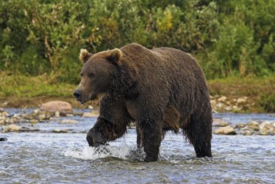 Brown bear - Bruine beer