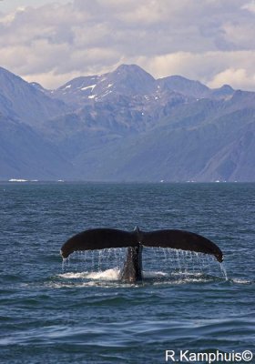 Humback WhaleTale - Bultrug staart