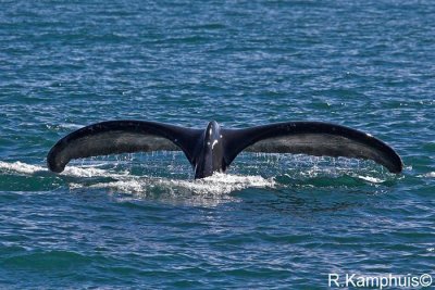 Tale Humpback whale -  Staart bultrug