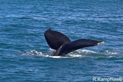 Tale Humpback whale - Staart bultrug