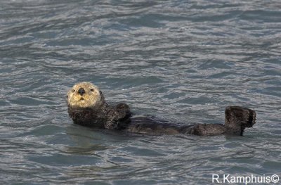 Sea Otter - Zeeotter