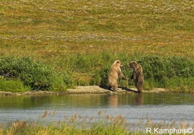 Cubs playing - Spelende cubs