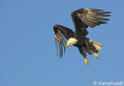 Bald eagle - Amerikaanse zeearend