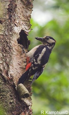 Great spotted woodpecker - Grote bonte specht