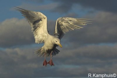 Glaucous-winged gull - Beringmeeuw