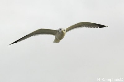 Mew gull  - Stormmeeuw