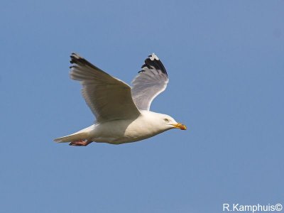 Herring gull - Zilvermeeuw