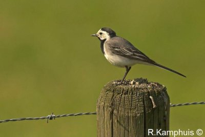 White wagtail - Witte kwikstaart