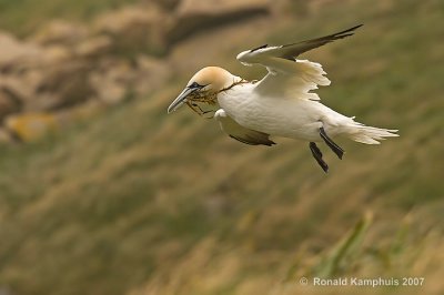 gannet - jan van gent