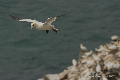 gannet - jan van gent