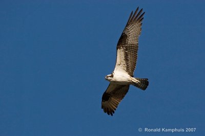 Osprey - Visarend