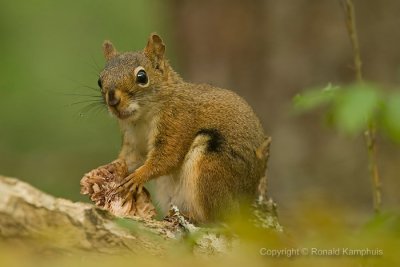 Red squirrel - Rode eekhoorn