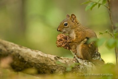 Red squirrel - Rode eekhoorn