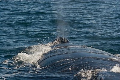 Humpback whale - Bultrug