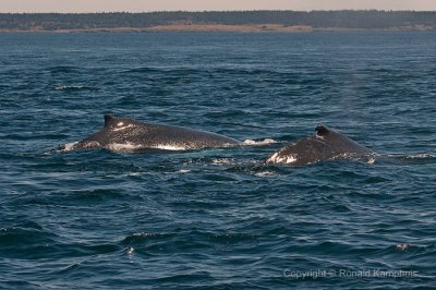 Humpback whale - Bultrug
