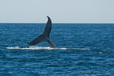 Humpback whale - Bultrug